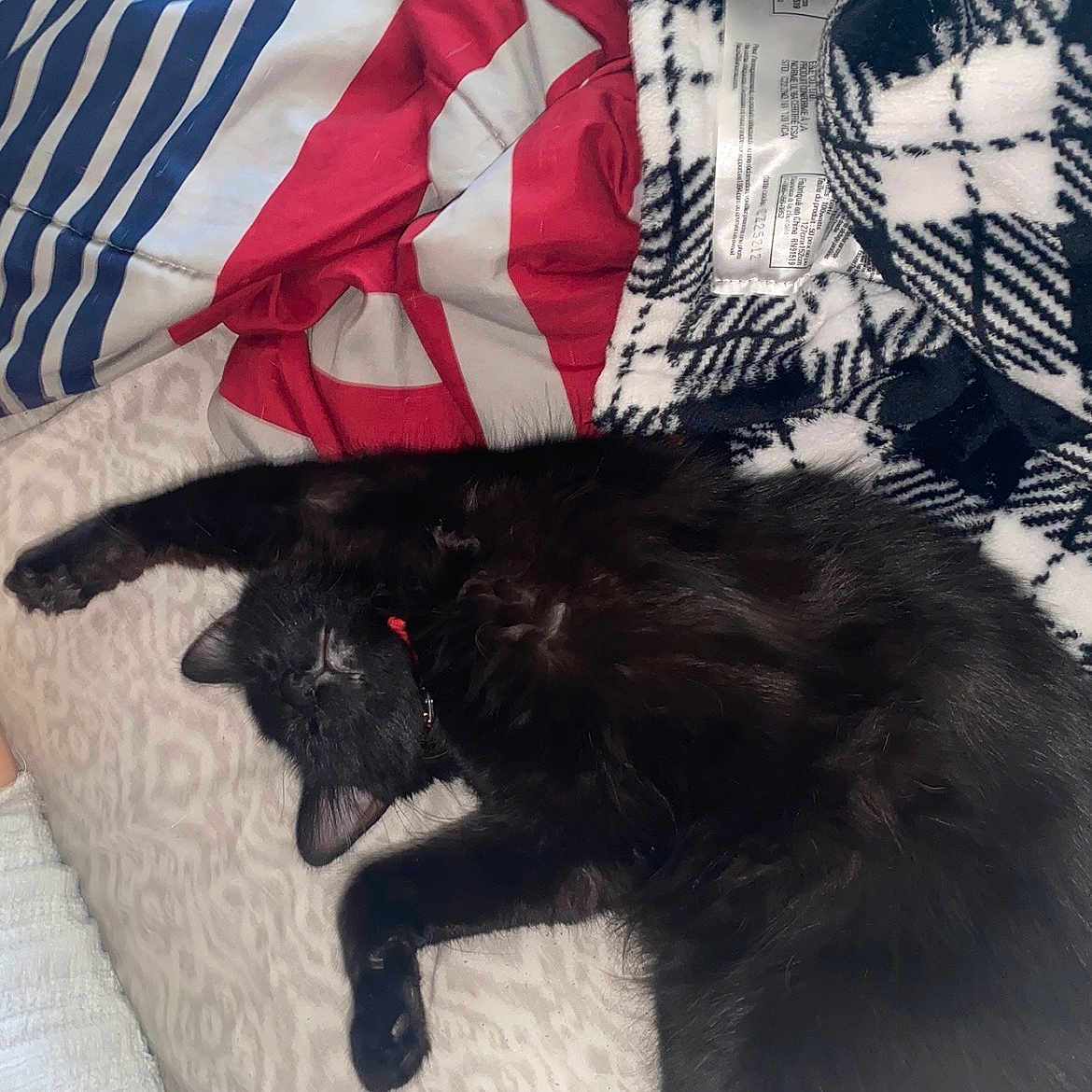 Lou Lou joined the competition — help win amazing prizes! cat, black_cat, sleeping, lying_down, fluffy, fur, pet, collar, bed, bedding, blanket, patterned_blanket, pillow, indoor, bedroom, cozy, relaxed, cute, animal, photograph