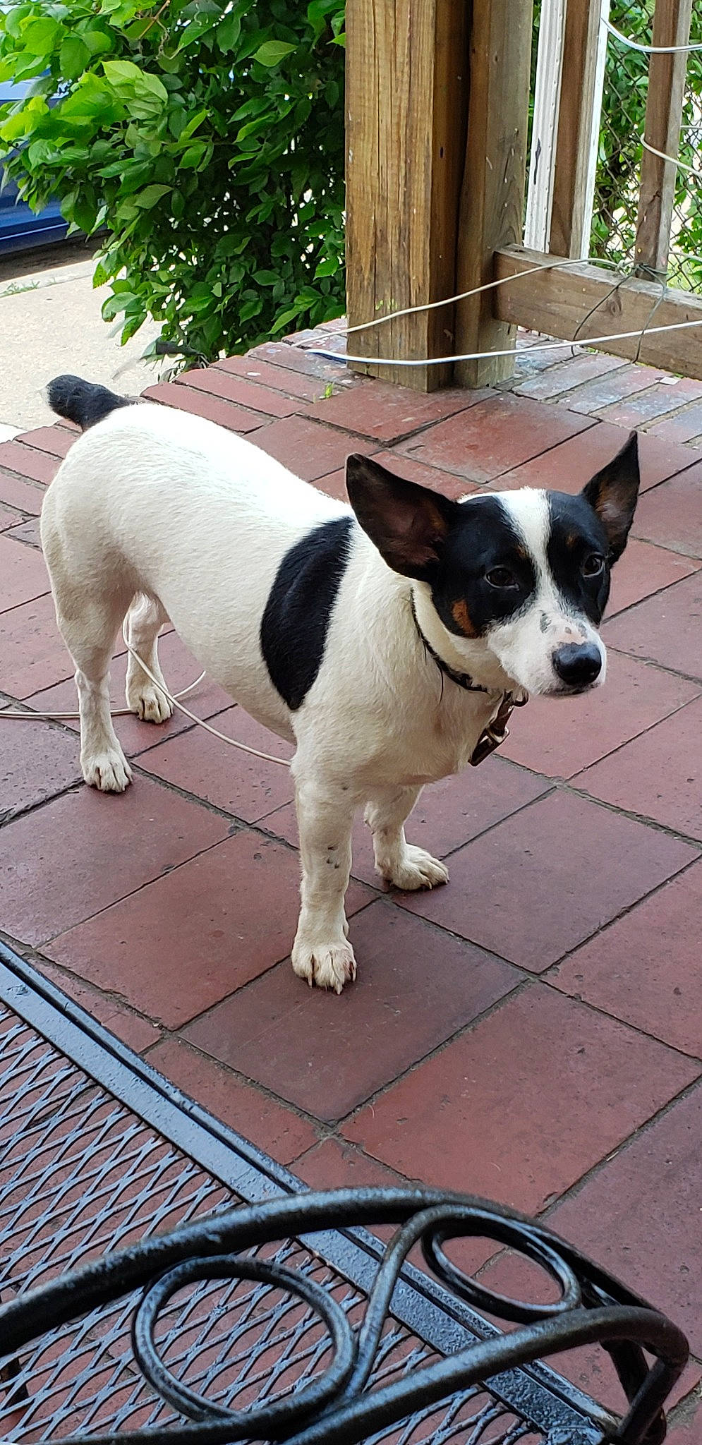 Snoop joined the competition — help win amazing prizes! canidae, carnivore, companion_dog, danish_swedish_farmdog, dog, dog_breed, feist, mammal, miniature_fox_terrier, rat_terrier, ratonero_bodeguero_andaluz, smooth_fox_terrier, sporting_group, tail, teddy_roosevelt_terrier, tenterfield_terrier, toy_fox_terrier, vertebrate