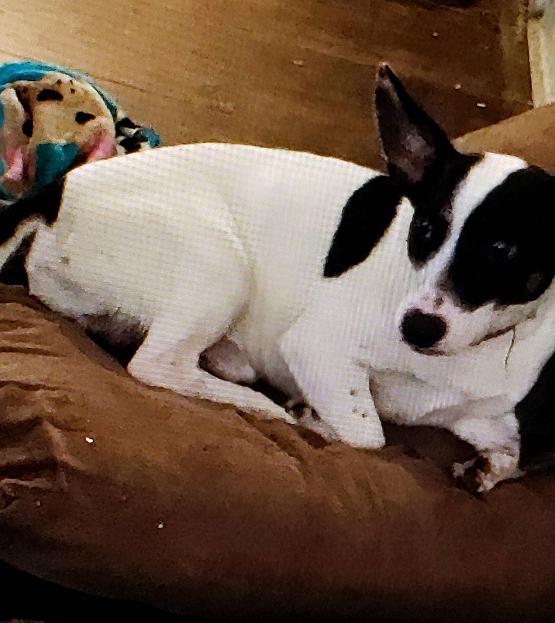 Snoop joined the competition — help win amazing prizes! canidae, carnivore, companion_dog, danish_swedish_farmdog, dog, dog_breed, fawn, feist, jack_russell_terrier, mammal, non_sporting_group, puppy, puppy_love, rat_terrier, sporting_group, teddy_roosevelt_terrier, vertebrate