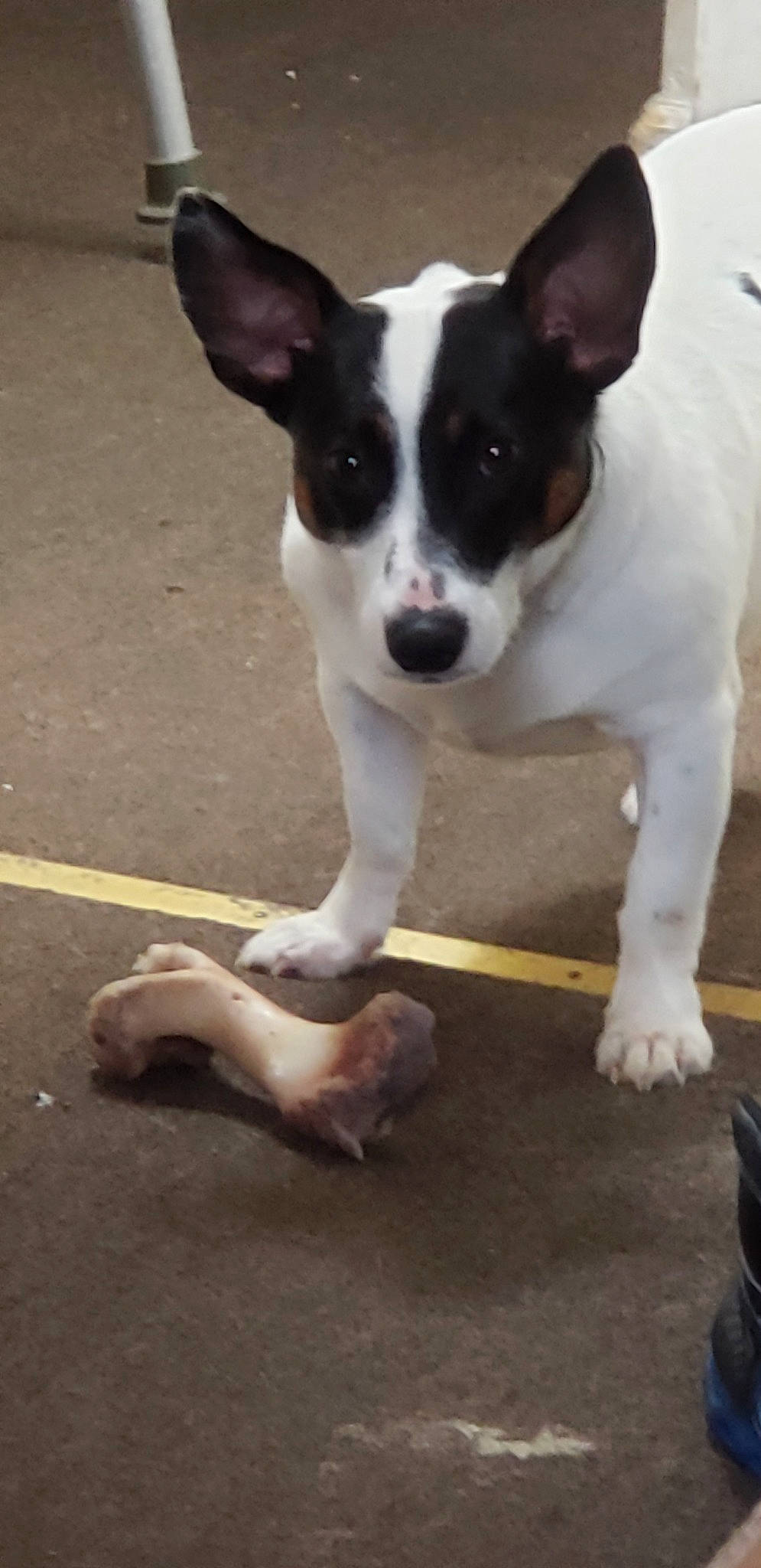 Snoop joined the competition — help win amazing prizes! brazilian_terrier, canidae, carnivore, companion_dog, corgi_chihuahua, dog, dog_breed, feist, mammal, miniature_fox_terrier, rat_terrier, ratonero_bodeguero_andaluz, smooth_fox_terrier, snout, sporting_group, street_dog, teddy_roosevelt_terrier, tenterfield_terrier, toy_fox_terrier, vertebrate