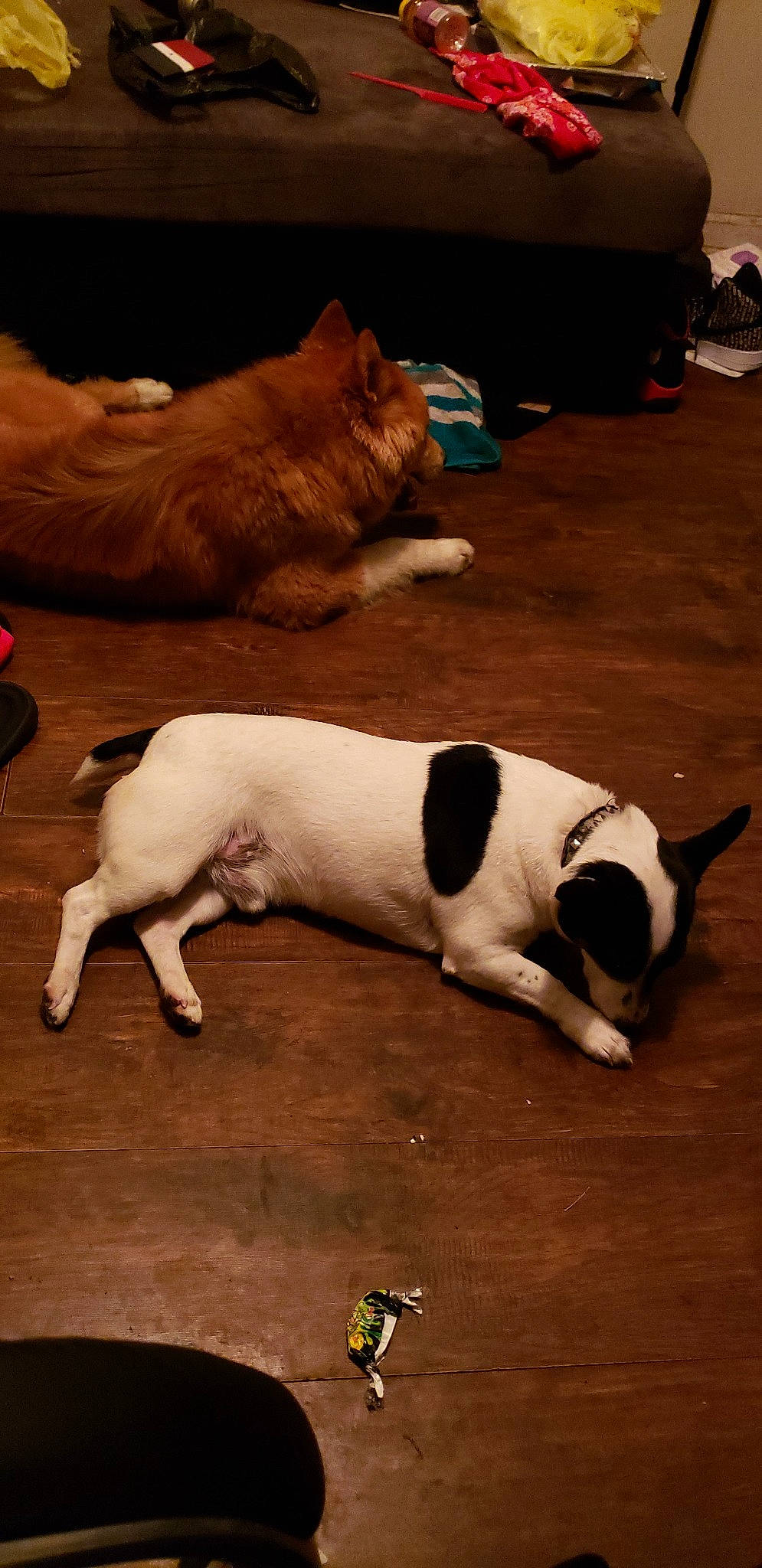 Snoop is registered to the contest to win money with this photo: canidae, cardigan_welsh_corgi, carnivore, companion_dog, dog, dog_breed, fawn, mammal, non_sporting_group, snout, tail, vertebrate