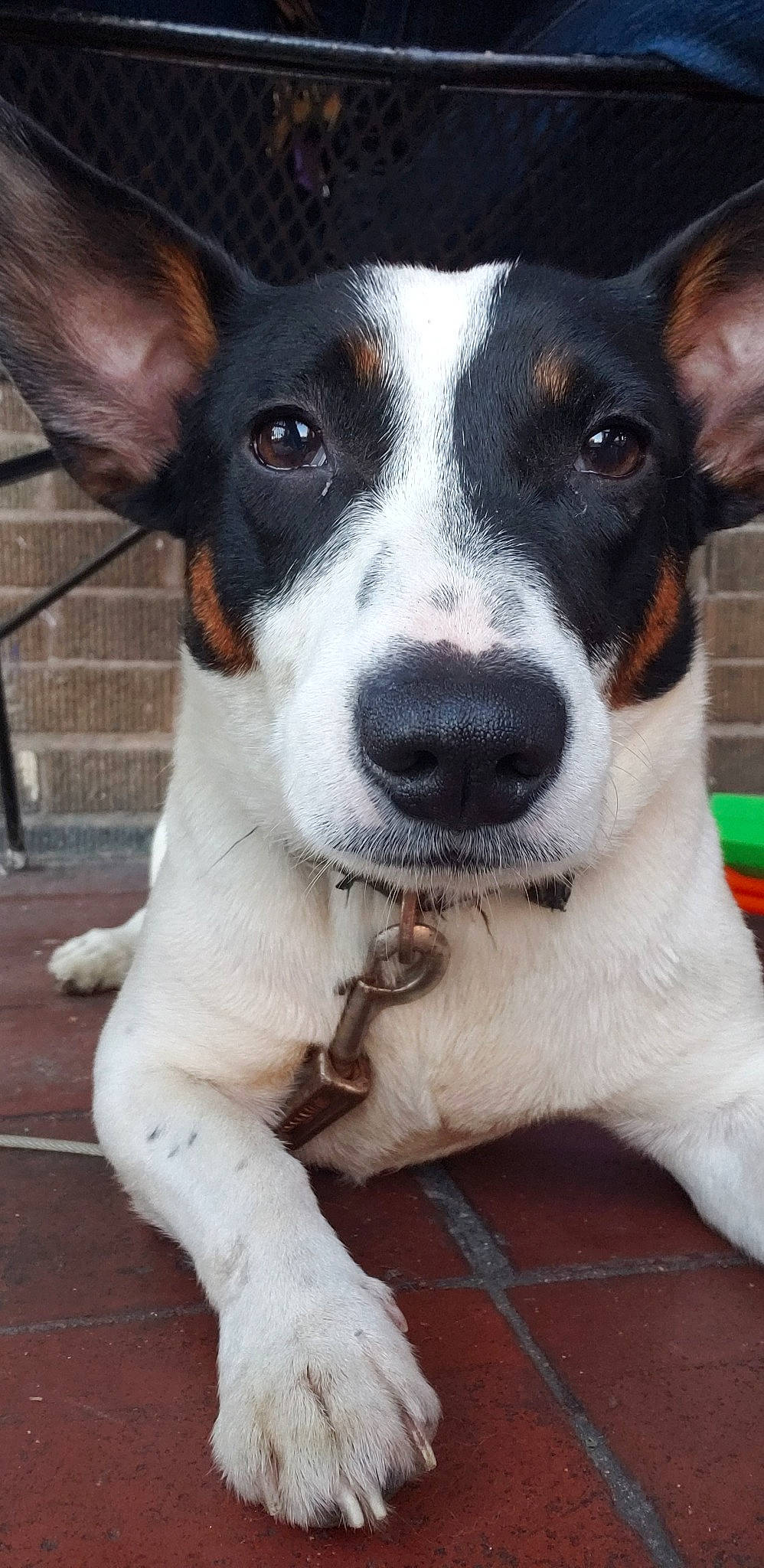 Snoop joined the competition — help win amazing prizes! brazilian_terrier, canidae, carnivore, chilean_fox_terrier, companion_dog, danish_swedish_farmdog, dog, dog_breed, feist, fox_terrier, mammal, miniature_fox_terrier, rare_breed_dog, rat_terrier, ratonero_bodeguero_andaluz, smooth_fox_terrier, snout, teddy_roosevelt_terrier, tenterfield_terrier, vertebrate