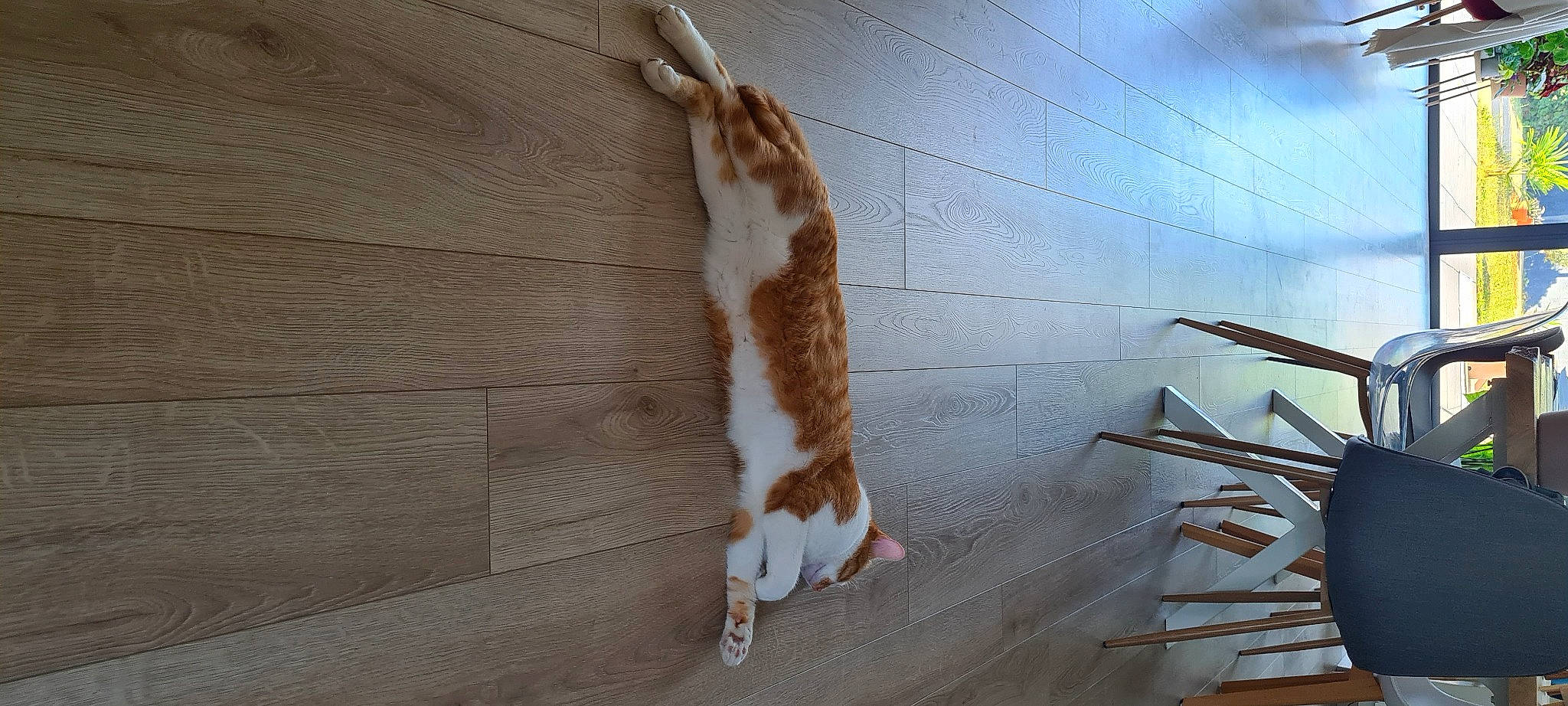 Pongo a rejoint le concours — aidez-le/la à gagner de superbes lots ! carnivore, cat, claw, companion_dog, dog_breed, fawn, felidae, flooring, foot, fur, hardwood, small_to_medium_sized_cats, snout, sporting_group, tail, terrestrial_animal, tints_and_shades, whiskers, window, wood