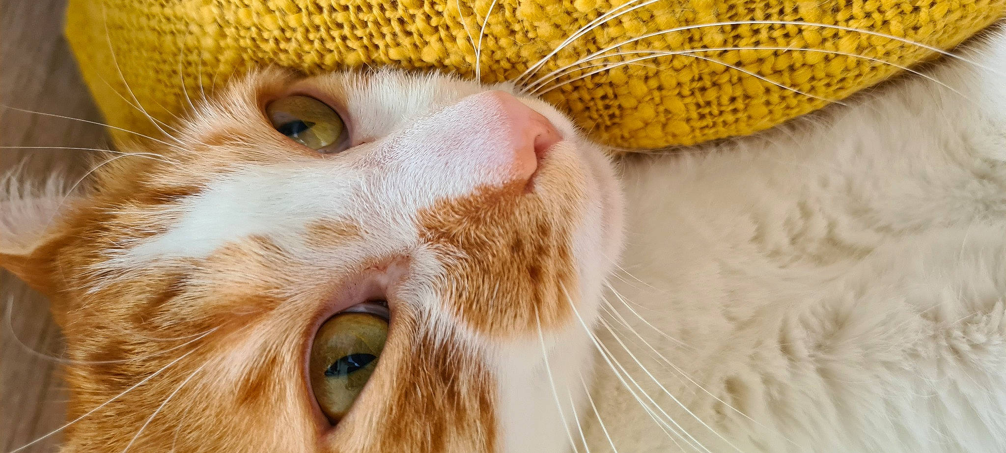 Pongo a rejoint le concours — aidez-le/la à gagner de superbes lots ! carnivore, cat, close_up, domestic_short_haired_cat, ear, eyelash, fawn, felidae, fur, grass, macro_photography, nose, paw, photography, small_to_medium_sized_cats, snout, whiskers, wildlife