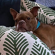 Barry is registered to the contest to win money with this photo: dog, brown_dog, blue_collar, pillow, leaf_pattern, couch, indoor, resting, pet, canine, fur, relaxed, comfort, closeup, portrait, home, animal, snout, ears, face