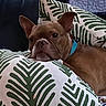 dog, brown_dog, blue_collar, pillow, leaf_pattern, couch, indoor, resting, pet, canine, fur, relaxed, comfort, closeup, portrait, home, animal, snout, ears, face