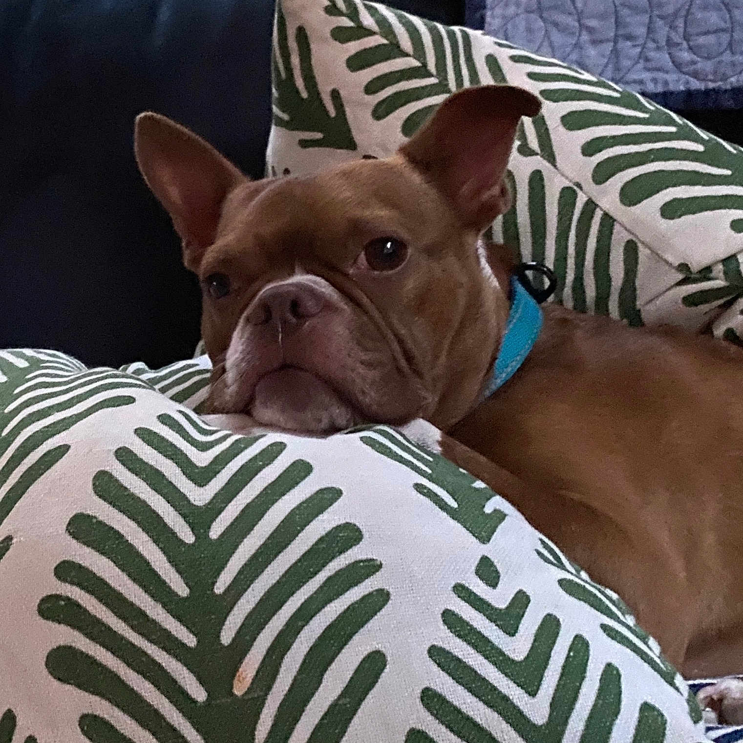 Barry is registered to the contest to win money with this photo: dog, brown_dog, blue_collar, pillow, leaf_pattern, couch, indoor, resting, pet, canine, fur, relaxed, comfort, closeup, portrait, home, animal, snout, ears, face