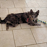 Ava a rejoint le concours — aidez-le/la à gagner de superbes lots ! dog, puppy, blue_eyes, rope_toy, tile_floor, lying_down, playful, pet, animal, indoor, collar, fur, spot_pattern, ears, tail, paw, looking_at_camera, cute, young_dog, domestic_animal
