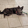 dog, puppy, blue_eyes, rope_toy, tile_floor, lying_down, playful, pet, animal, indoor, collar, fur, spot_pattern, ears, tail, paw, looking_at_camera, cute, young_dog, domestic_animal