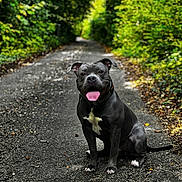Marley participe au concours pour gagner de l'argent avec cette photo : dog, sitting, black_coat, white_chest, tongue_out, ears_perked, forest_path, green_foliage, nature, outdoor, happy, pet, canine, animal, smiling, leafy, trail, daylight, friendly, portrait