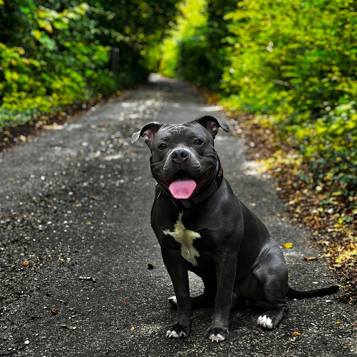 Marley participe au concours pour gagner de l'argent avec cette photo : animal, black_coat, canine, daylight, dog, ears_perked, forest_path, friendly, green_foliage, happy, leafy, nature, outdoor, pet, portrait, sitting, smiling, tongue_out, trail, white_chest