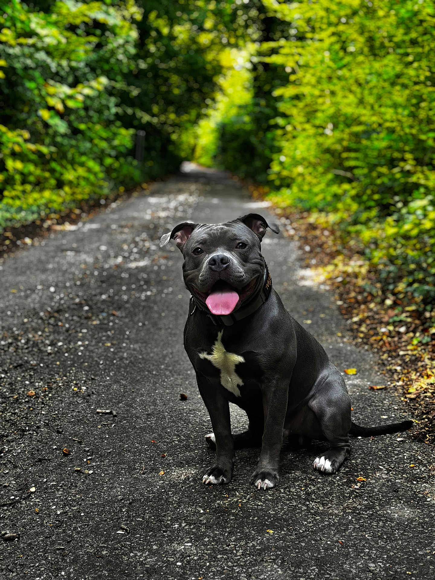 Marley participe au concours pour gagner de l'argent avec cette photo : dog, sitting, black_coat, white_chest, tongue_out, ears_perked, forest_path, green_foliage, nature, outdoor, happy, pet, canine, animal, smiling, leafy, trail, daylight, friendly, portrait