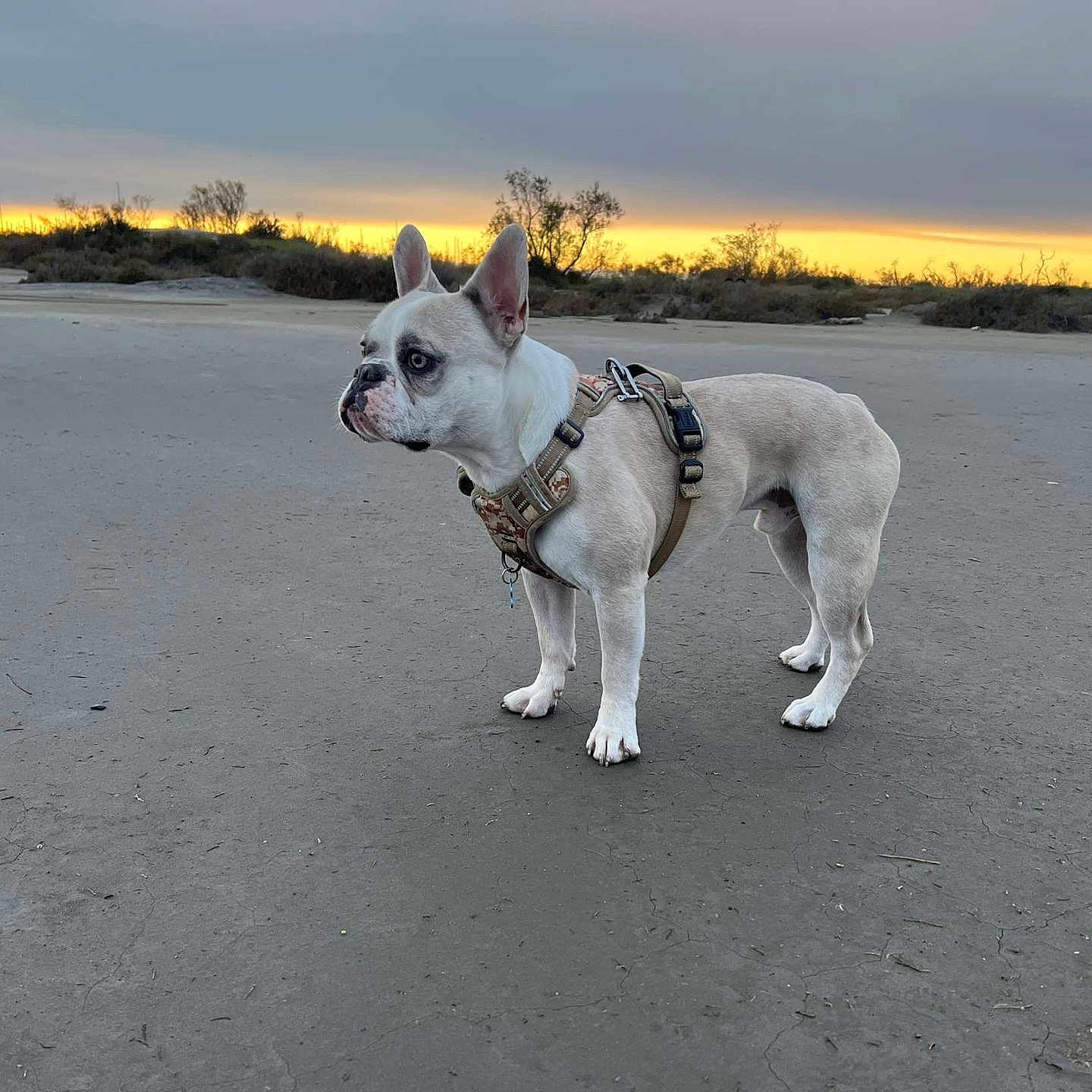 Moka a rejoint le concours — aidez-le/la à gagner de superbes lots ! animal, bostonbull, boxer, bulldog, canine, dog, frenchbulldog, horizon, nature, outdoors, person, pet, pitbull, puppy, sky, walkingdog, whitedog