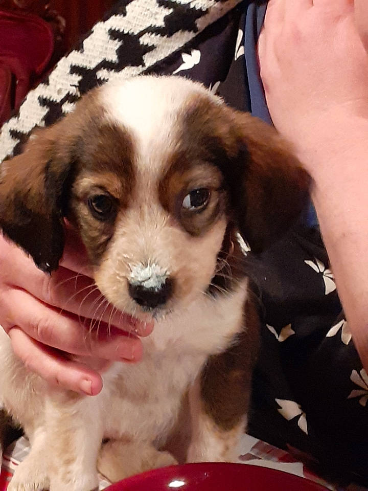 Stella participe au concours pour gagner de l'argent avec cette photo : beagle, beaglier, canidae, carnivore, cavachon, companion_dog, dog, dog_breed, fawn, kooikerhondje, kromfohrlander, mammal, pocket_beagle, puppy, puppy_love, rare_breed_dog, spaniel, sporting_group, vertebrate