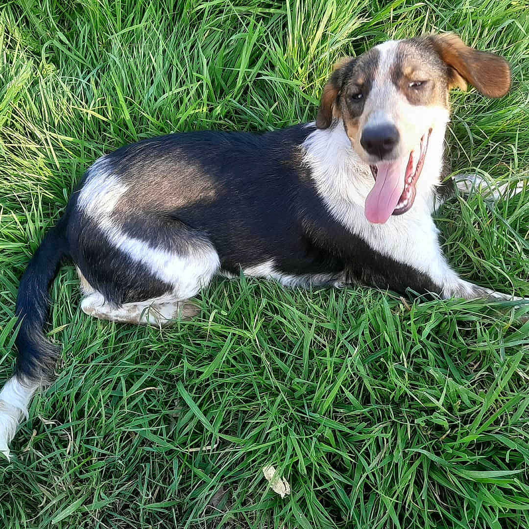 Stella a rejoint le concours — aidez-le/la à gagner de superbes lots ! beagle, canidae, carnivore, companion_dog, dog, dog_breed, estonian_hound, finnish_hound, grass, harrier, hunting_dog, mammal, pocket_beagle, puppy, rare_breed_dog, serbian_tricolour_hound, vertebrate, welsh_sheepdog