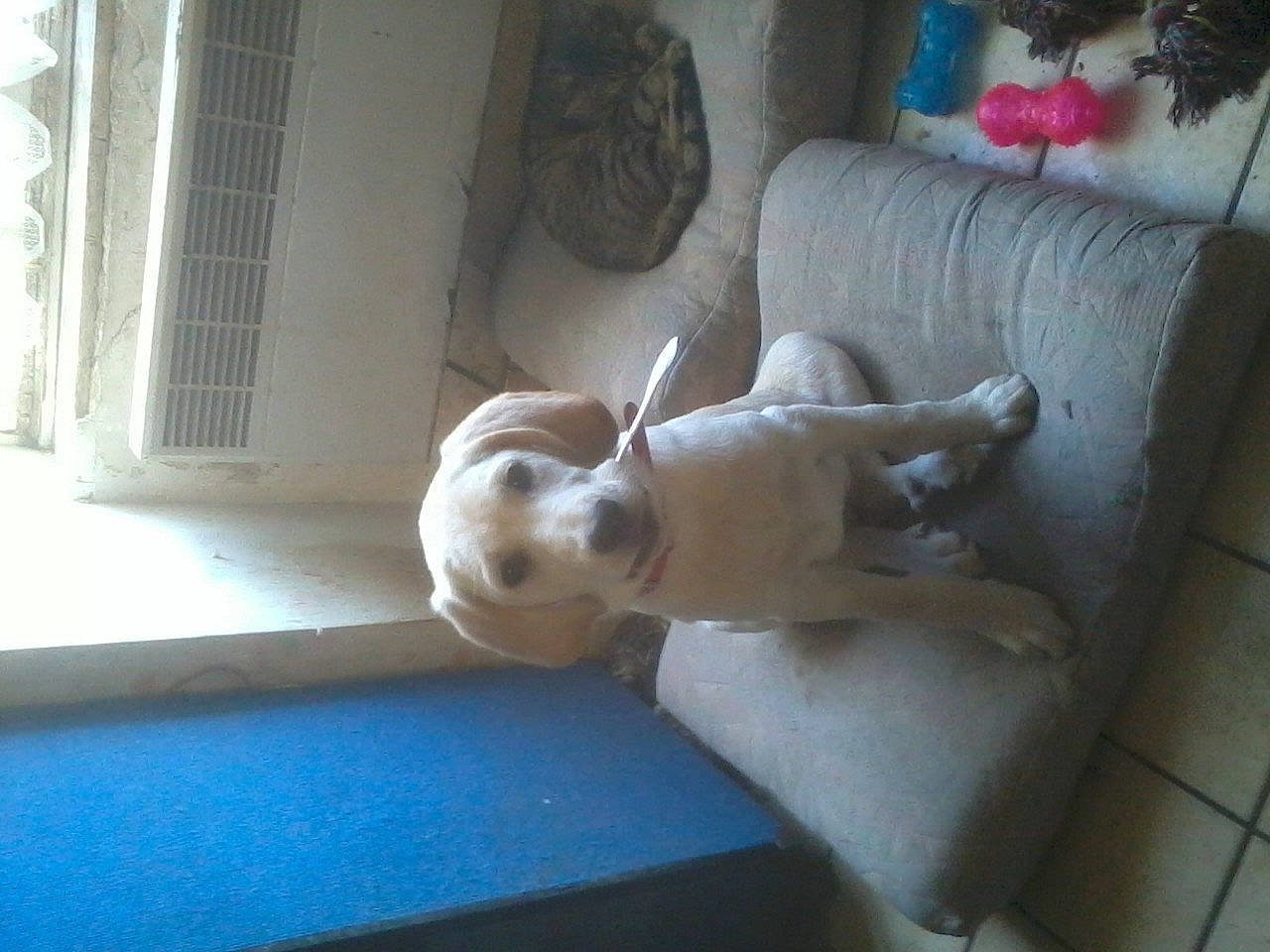 Kiara participe au concours pour gagner de l'argent avec cette photo : canidae, carnivore, chihuahua, dog, dog_breed, fawn, mammal, non_sporting_group, pomeranian, puppy, retriever, sporting_group, toy_dog