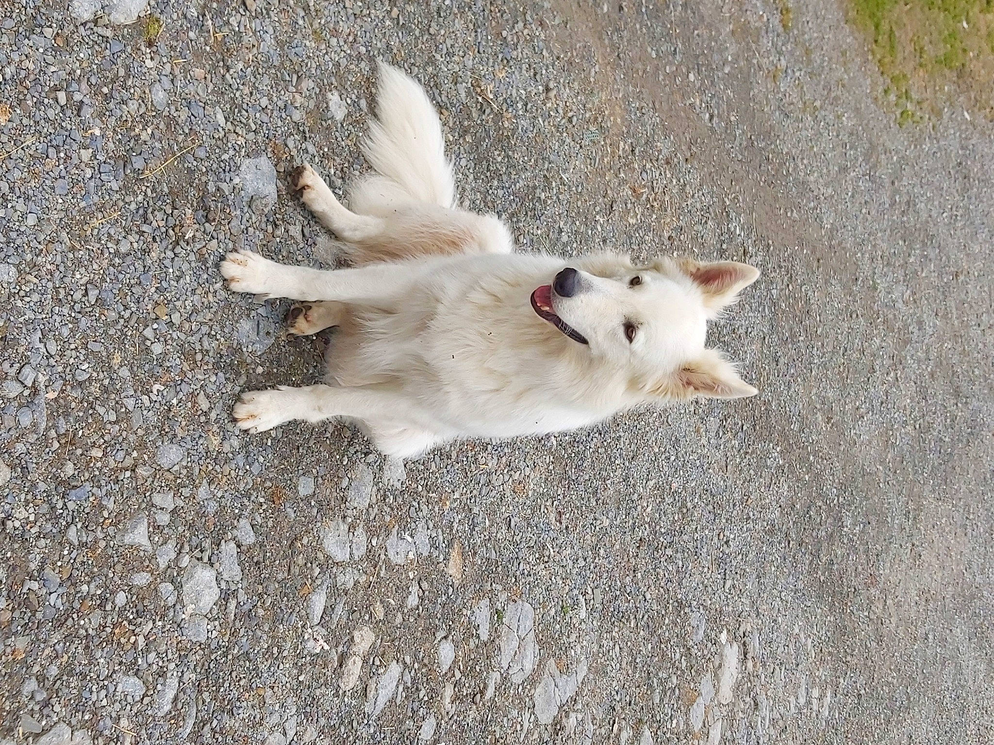 Laïna a rejoint le concours — aidez-le/la à gagner de superbes lots ! american_eskimo_dog, berger_blanc_suisse, canidae, carnivore, dog, dog_breed, fawn, non_sporting_group, tail, white_shepherd