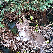 Françoise Dollinger a rejoint le concours — aidez-le/la à gagner de superbes lots ! animal, branches, camouflage, cat, curious, cute, daylight, feline, greenery, hidden, kitten, leaves, nature, outdoor, pet, playful, tree, twigs, wild, young