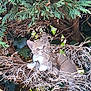 kitten, cat, branches, leaves, greenery, nature, outdoor, animal, camouflage, curious, young, pet, feline, tree, twigs, wild, cute, playful, hidden, daylight