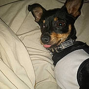 Smokey is registered to the contest to win money with this photo: dog, pet, small_dog, black_dog, tan_markings, shirt, collar, blanket, indoor, cute, playful, tongue_out, resting, fur, ears, animal, canine, companion, domestic_animal, lying_down