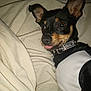 dog, pet, small_dog, black_dog, tan_markings, shirt, collar, blanket, indoor, cute, playful, tongue_out, resting, fur, ears, animal, canine, companion, domestic_animal, lying_down