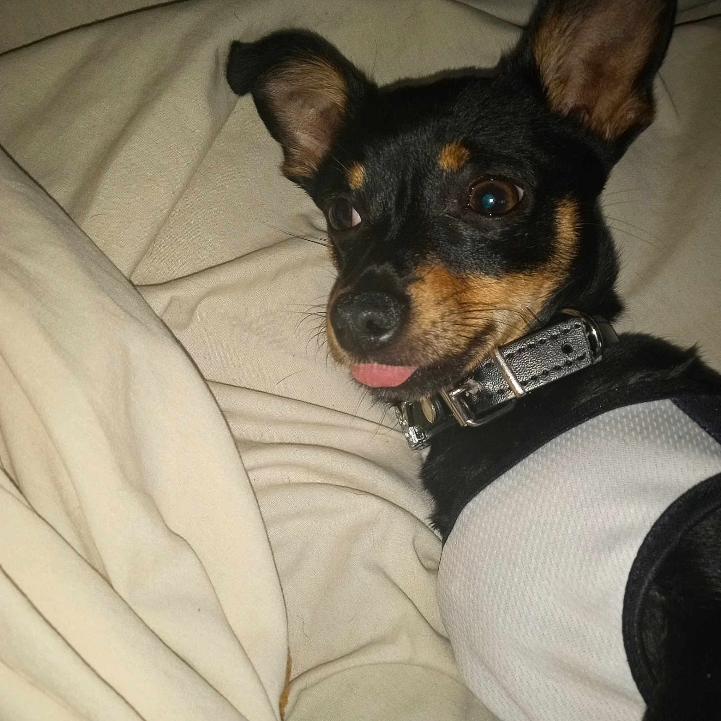 Smokey is registered to the contest to win money with this photo: animal, black_dog, blanket, canine, collar, companion, cute, dog, domestic_animal, ears, fur, indoor, lying_down, pet, playful, resting, shirt, small_dog, tan_markings, tongue_out