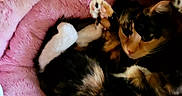 Miss Callie is registered to the contest to win money with this photo: animal, bed, calico, cat, cozy, curled_up, cute, domestic_cat, fluffy, fur, indoor, looking, paws, pet_bed, pink, playful, relaxed, resting, soft, whiskers
