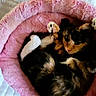 animal, bed, calico, cat, cozy, curled_up, cute, domestic_cat, fluffy, fur, indoor, looking, paws, pet_bed, pink, playful, relaxed, resting, soft, whiskers