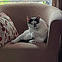 cat, chonky_cat, armchair, cushion, pillow, living_room, window, houseplant, upholstery, white_fur, grey_markings, collar, bell, relaxed, seated, portrait, whiskers, indoor, sunlight, pet