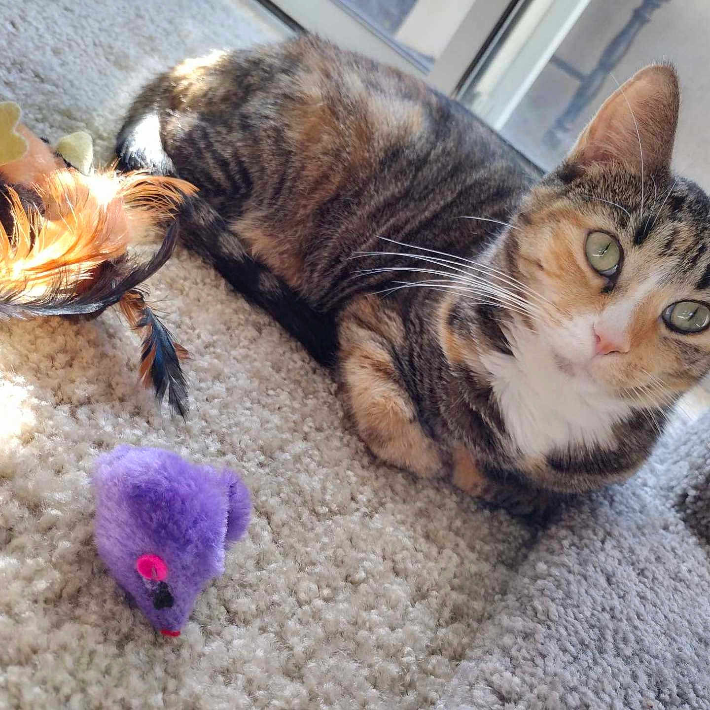Foxxy is registered to the contest to win money with this photo: abyssinian, animal, beak, bird, canine, cat, cushion, dog, egyptiancat, homedecor, hound, indoors, kitten, manx, person, pet, plush, purple, sleeping, toy