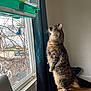Nalla is registered to the contest to win money with this photo: animal, birdcage, cat, curious, curtain, domestic_cat, feline, fur, home_interior, indoor, looking_out_window, natural_light, pet, quiet, standing, tabby_cat, table, whiskers, window, wooden_table