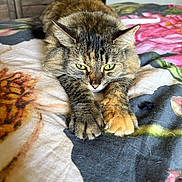 Nalla is registered to the contest to win money with this photo: animal, bedroom, bedspread, cat, close_up, cozy, domestic_cat, feline, floral, focus, fur, green_eyes, indoor, paws, pet, resting, soft_light, stretching, tabby, whiskers