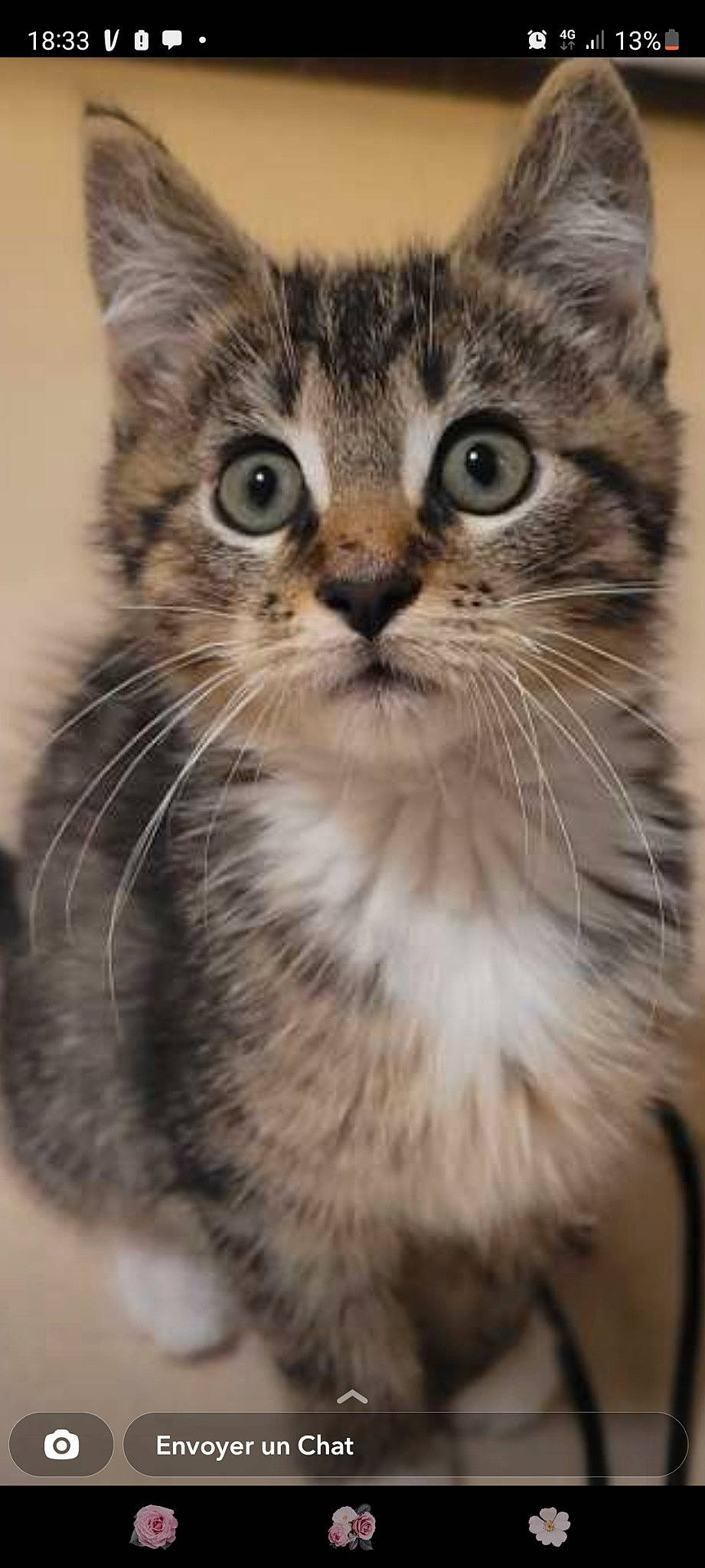 Berlioz participe au concours pour gagner de l'argent avec cette photo : carnivore, cat, domestic_short_haired_cat, felidae, fur, paw, photography, small_to_medium_sized_cats, snout, terrestrial_animal, whiskers, wildlife, window