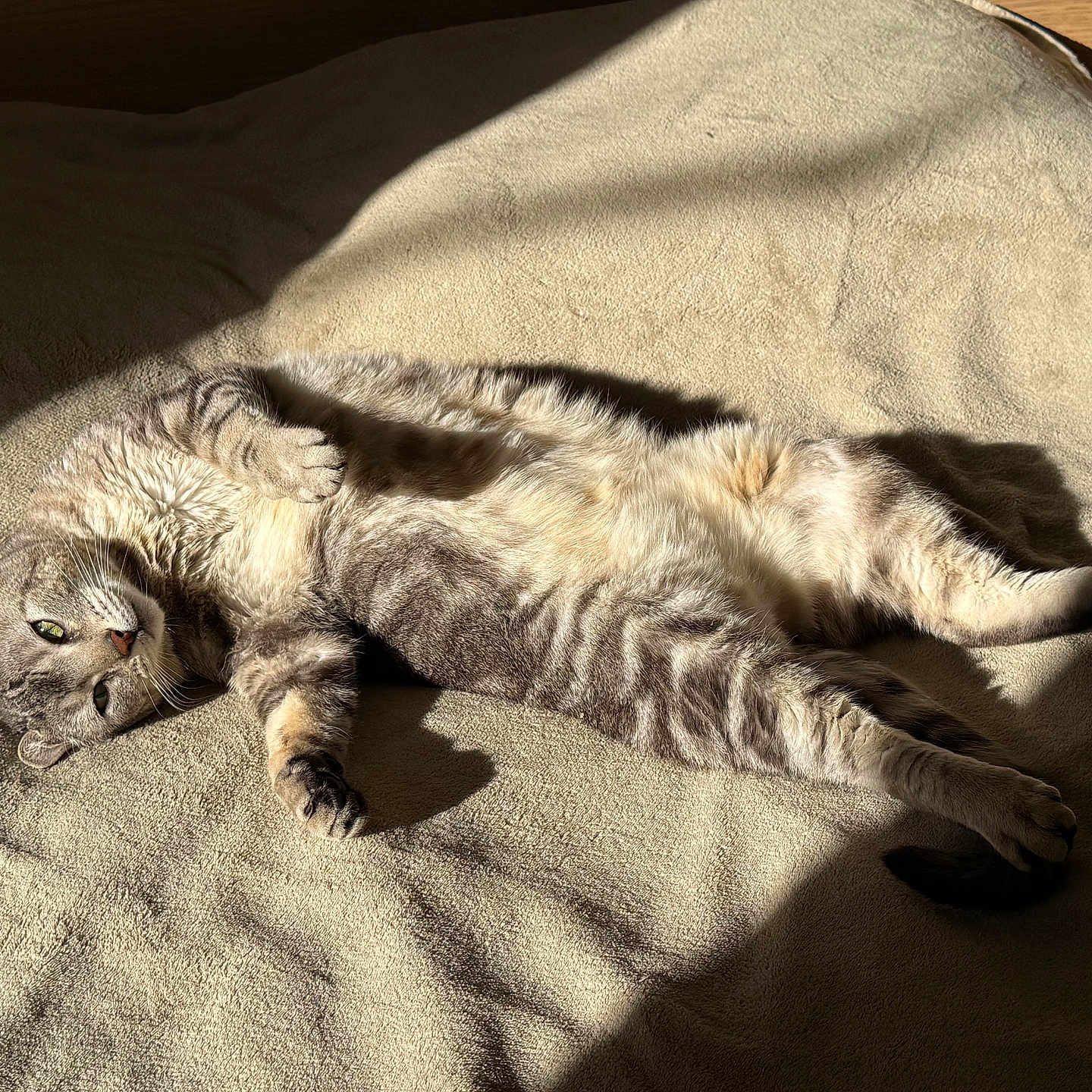 Lahti participe au concours pour gagner de l'argent avec cette photo : cat, tabby, feline, animal, pet, sleeping, resting, sunlight, indoor, blanket, cozy, soft, fur, striped, relaxed, laying_down, warm, comfortable, cute, domestic