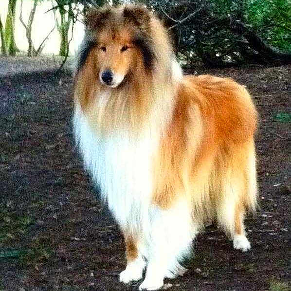 Simba is registered to the contest to win money with this photo: