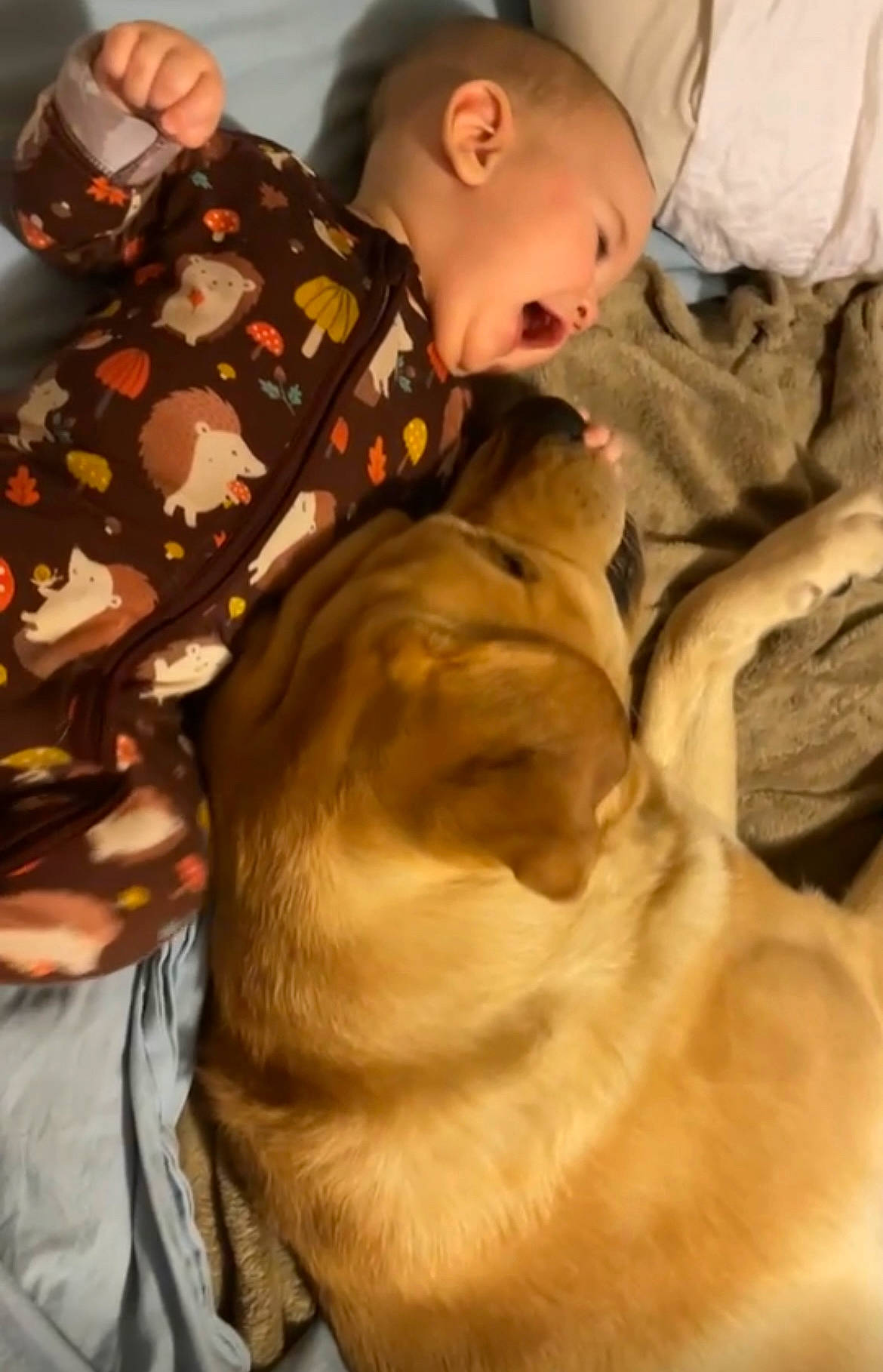 Becker is registered to the contest to win money with this photo: baby, baseball_cap, bedtime, canidae, cap, carnivore, child, comfort, companion_dog, dog, dog_breed, fawn, fur, guard_dog, linens, nap, person, retriever, sporting_group, toddler