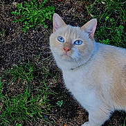 Surimi participe au concours pour gagner de l'argent avec cette photo : cat, cream_cat, blue_eyes, pet, animal, feline, outdoor, garden, grass, soil, weeds, standing, portrait, close_up, fur, whiskers, ears, collar, nature, photography