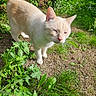 cat, feline, white_cat, cream_fur, animal, pet, outdoor, garden, grass, plants, greenery, weeds, sunlight, standing, walking, tail_up, pointed_ears, whiskers, pink_nose, closeup