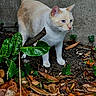 Surimi participe au concours pour gagner de l'argent avec cette photo : cat, feline, blue_eyes, cream_fur, white_fur, outdoor, garden, leaves, foliage, soil, ground, wall, standing, animal_portrait, whiskers, ears, tail, nature, autumn, alert