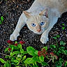Surimi a rejoint le concours — aidez-le/la à gagner de superbes lots ! cat, kitten, blue_eyes, cream_fur, white_fur, animal, pet, outdoor, garden, soil, gravel, flowers, red_flowers, green_leaves, clover, whiskers, ears, paws, close_up, nature
