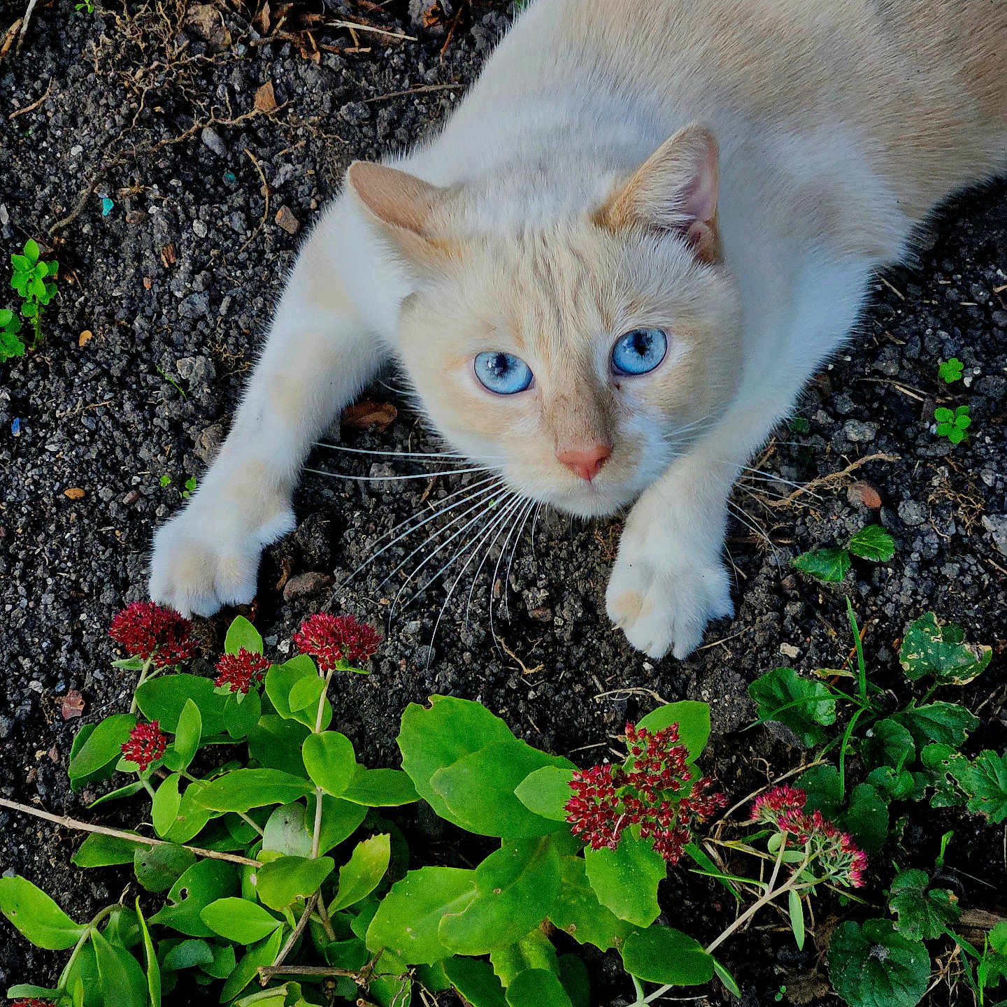 Surimi a rejoint le concours — aidez-le/la à gagner de superbes lots ! cat, kitten, blue_eyes, cream_fur, white_fur, animal, pet, outdoor, garden, soil, gravel, flowers, red_flowers, green_leaves, clover, whiskers, ears, paws, close_up, nature