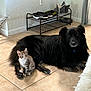 Princess Peach joined the competition — help win amazing prizes! dog, kitten, cat, indoor, floor, tile, shoes, slippers, pet, animal, black_dog, small_cat, resting, fur, domestic, companions, cute, quiet, home, cozy