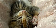 Princess Peach joined the competition — help win amazing prizes! kitten, cat, sleeping, fluffy, pink_blanket, cute, paw, fur, cozy, nap, resting, animal, pet, soft, young, whiskers, closeup, indoor, adorable, comfort