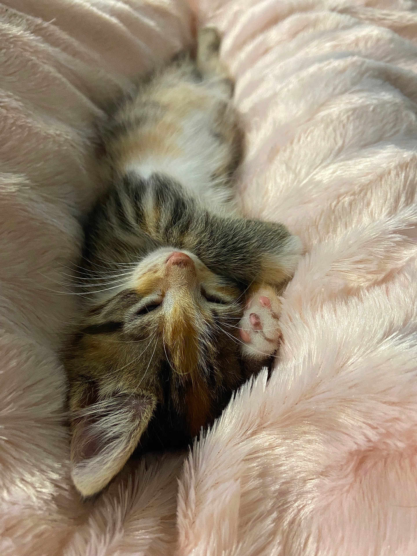 Princess Peach