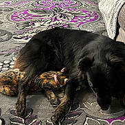 Princess Peach joined the competition — help win amazing prizes! dog, cat, carpet, indoor, animal, pet, snuggling, black_dog, calico_cat, furry, resting, cozy, companion, couch, patterned_rug, collar, relaxation, friendship, floor, home