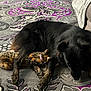 dog, cat, carpet, indoor, animal, pet, snuggling, black_dog, calico_cat, furry, resting, cozy, companion, couch, patterned_rug, collar, relaxation, friendship, floor, home