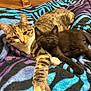 Princess Peach joined the competition — help win amazing prizes! cat, kitten, calico_cat, black_cat, blanket, zebra_pattern, cozy, resting, pets, feline, cute, animal, fur, whiskers, ears, sleepy, indoor, closeup, companion, snuggle