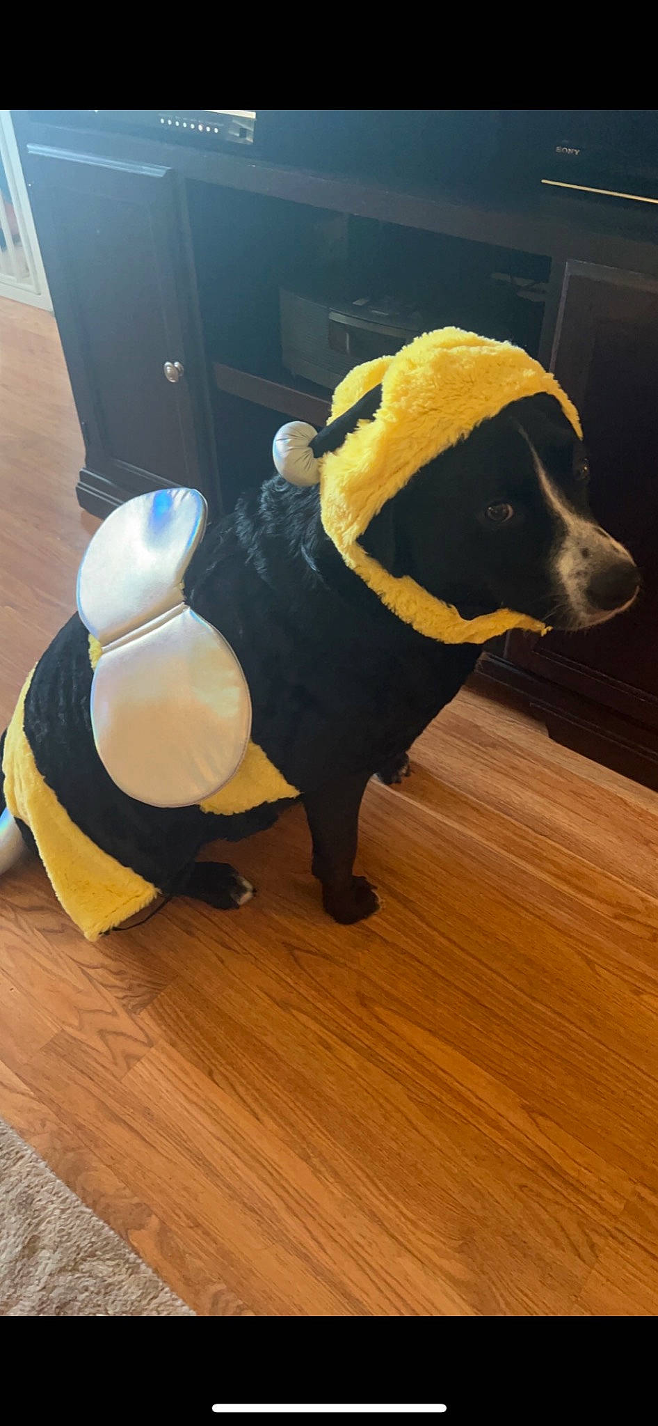 Maisie joined the competition — help win amazing prizes! carnivore, collar, companion_dog, dog, dog_breed, dog_clothes, dog_supply, fawn, flooring, fur, hardwood, laminate_flooring, pet_supply, snout, tail, toy, wood, wood_flooring, wood_stain, working_animal