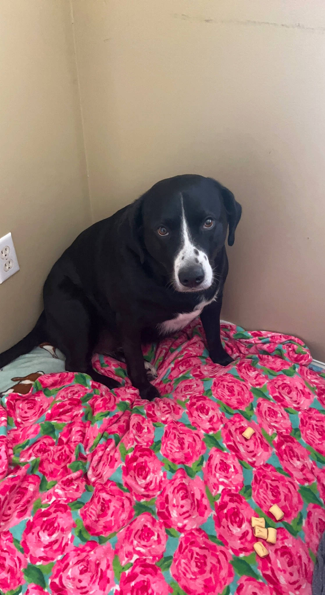 Maisie is registered to the contest to win money with this photo: carmine, carnivore, companion_dog, dog, dog_breed, dog_supply, floor, flooring, flower, fur, grass, groundcover, pattern, petal, plant, red, sporting_group, tail, whiskers, working_animal