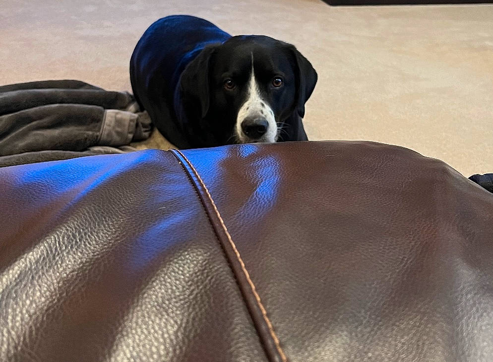 Maisie joined the competition — help win amazing prizes! ball, borador, canidae, carnivore, comfort, companion_dog, couch, dog, dog_breed, dog_supply, electric_blue, fur, guard_dog, linens, mammal, snout, sporting_group, terrestrial_animal, whiskers, working_animal